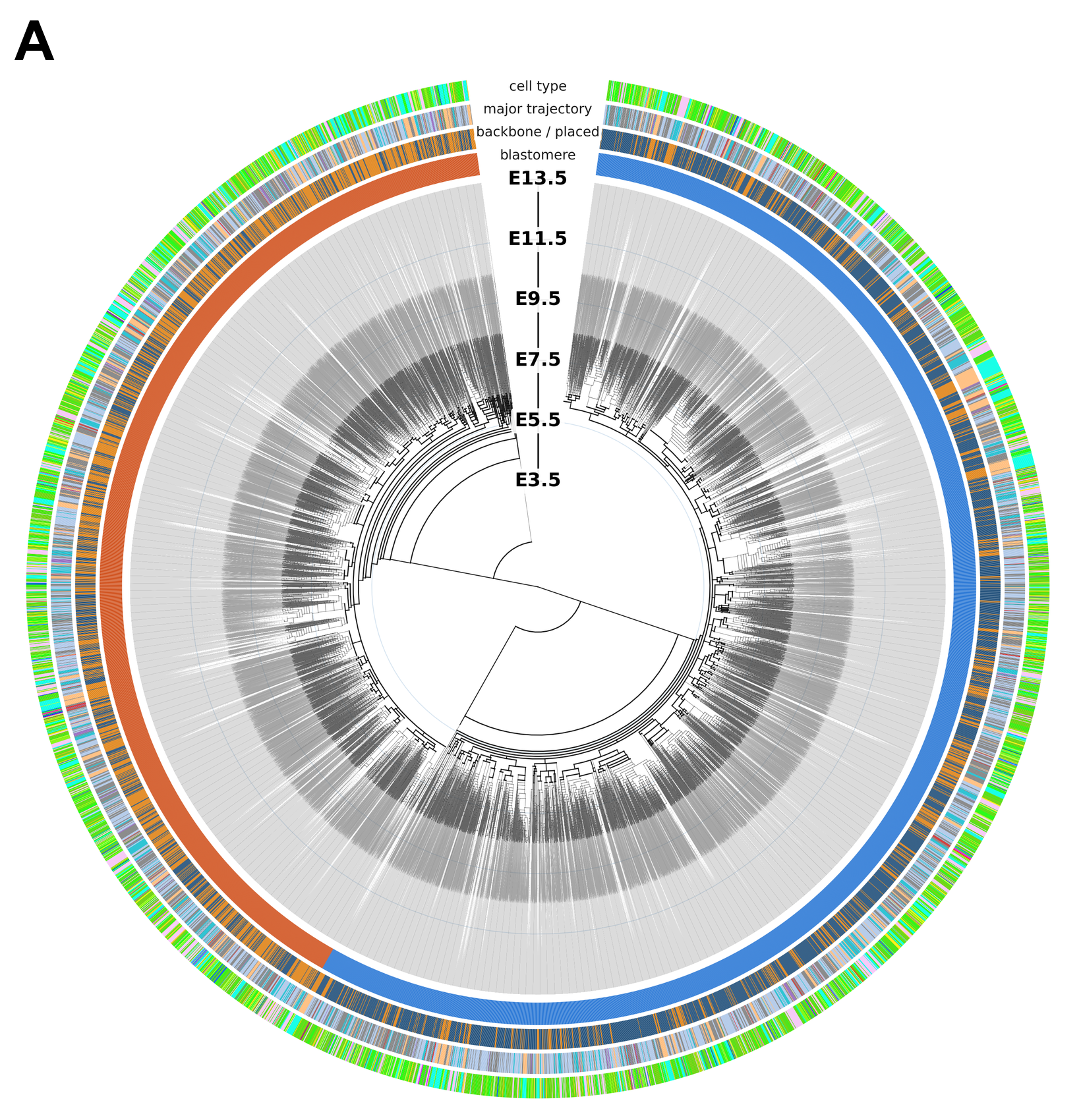 Circular lineage tree of a 13-day old mouse embryo originating from a single cell at the center expanding outward over developmental time. Cells derived from the first cell division are marked in blue or red.
