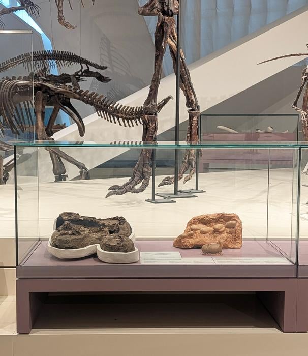 Infernogallus jamesi (ROMVP 65050) in a display case located in the James and Louise Temerty Galleries of the Age of Dinosaurs at the Royal Ontario Museum, Toronto.