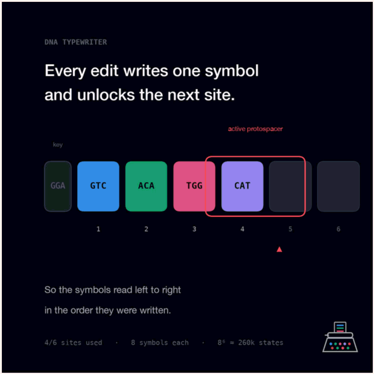 GIF illustrates how DNA Typewriter works. It uses a prime editor to write a short DNA "symbol" into one active site on an engineered stretch of DNA. Each insertion closes that site and opens the next one, so the symbols read left to right in the order they were written. 