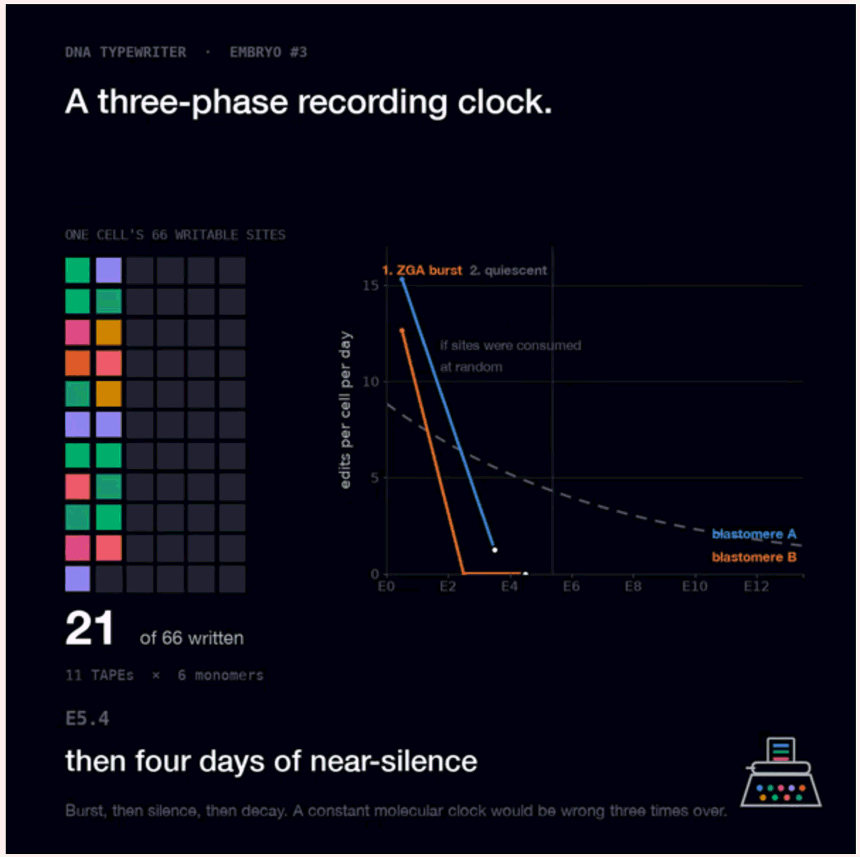 GIF illustrates DNA Typewriter’s recorder, with bursts of edits over the 13.5-day period