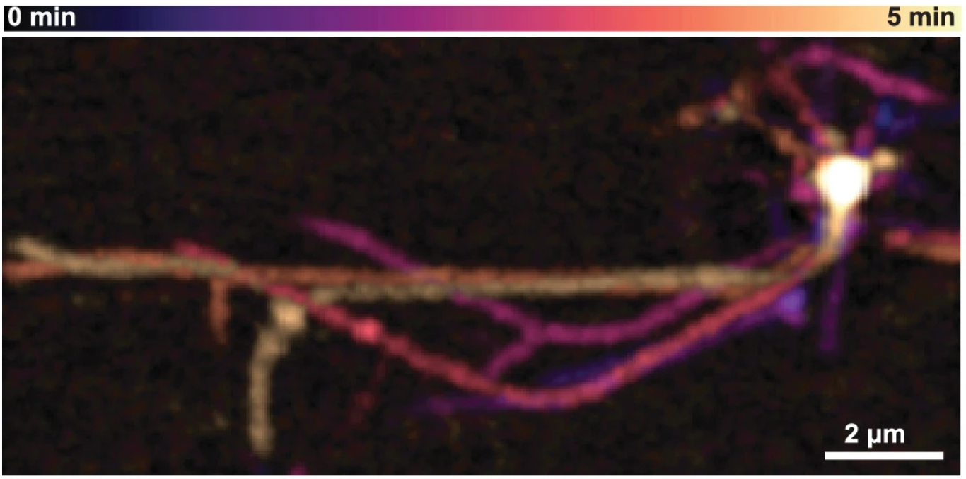 A temporal projection of L. ossiferum, illustrating the rearrangement of protrusions over time.