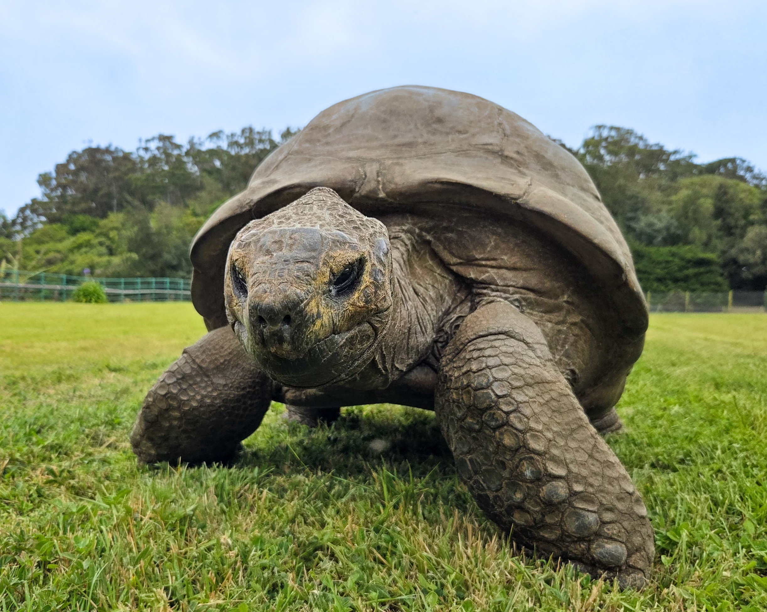 Jonathan the giant tortoise at home on the island of St Helena in the South Atlantic. 