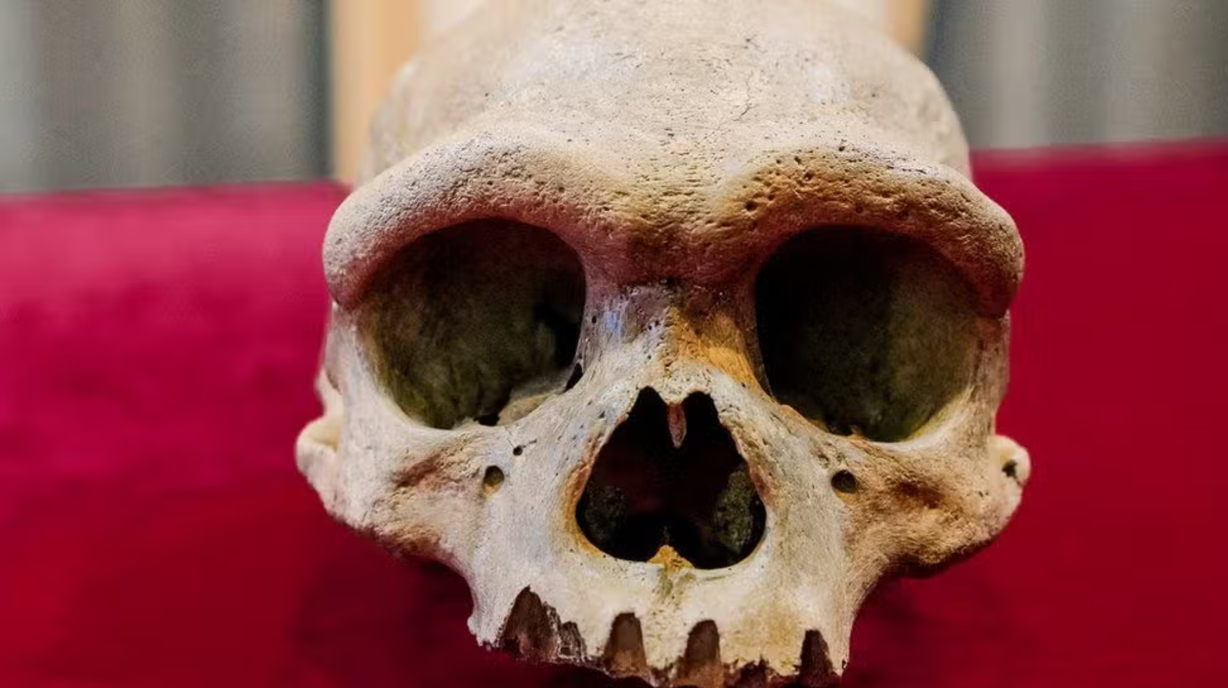 An ancient skull discovered near Harbin, China, reveals evidence of an extinct human lineage. 