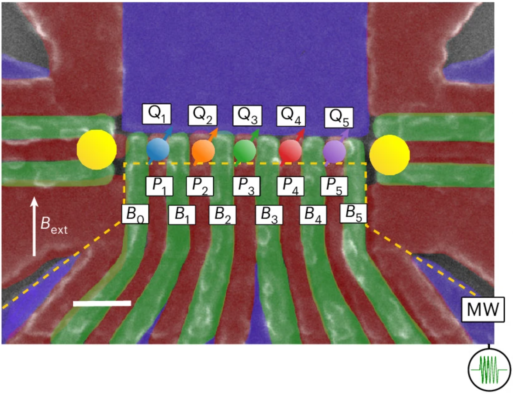 False-coloured scanning electron micrograph of a cofabricated device identical to the one used in this experiment (scale bar, 100 nm). An array of five quantum dots is accumulated beneath plunger gates P1-5, hosting the five spin qubits.