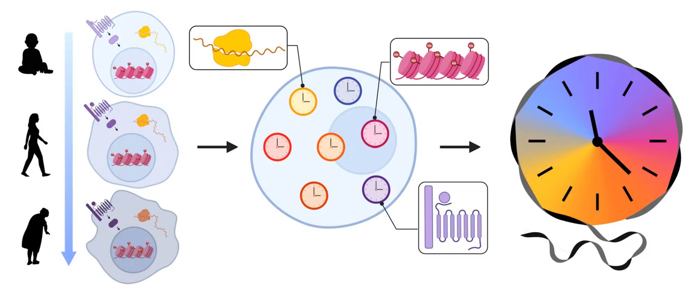 Schematic of transcriptomic aging model development. The pipeline comprised two separate stages. In the process-selection stage, weak age predictors (GLMs) were trained on candidate cellular-process gene sets and passed to a lasso-regularized model to select the processes most informative of fibroblast aging; this stage did not contribute parameters to the final model.