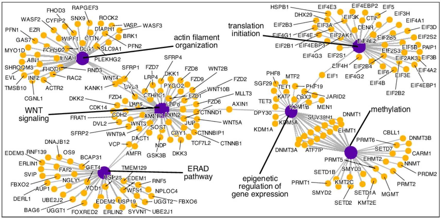 Network plot of the model genes clustered by representative biological process, highlighting the main processes captured by the aging model and genes with roles across multiple pathways.