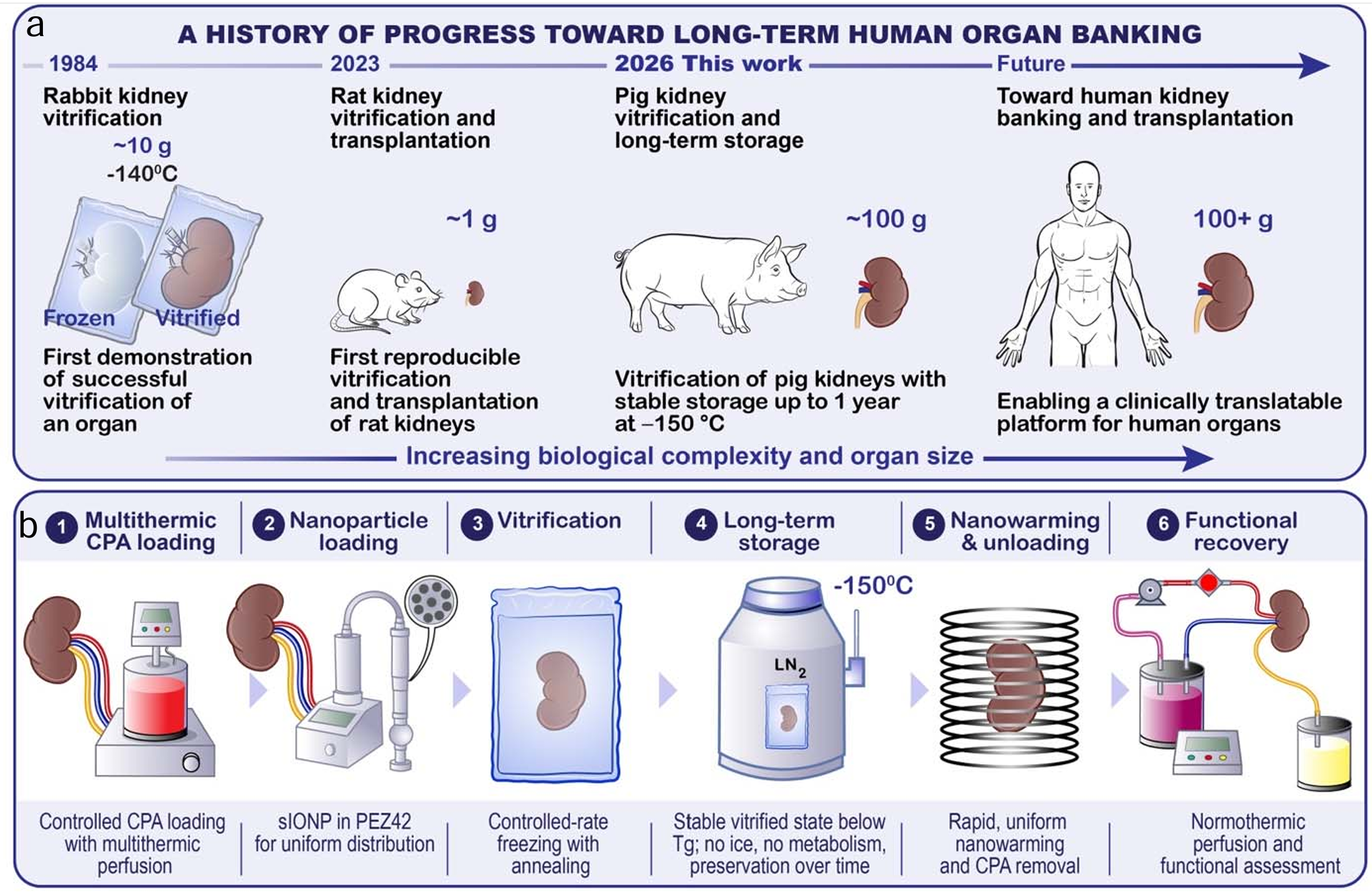 Overview of vitrification and nanowarming of porcine kidneys.