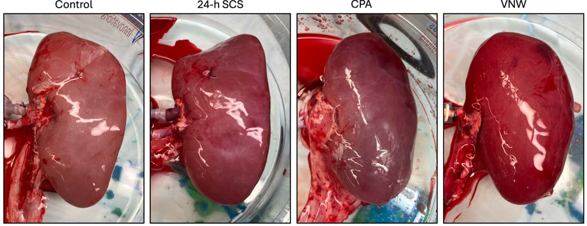 Vitrified and nanowarmed kidneys recover perfusion and excretory function. Representative appearance of kidneys after reperfusion during NMP.