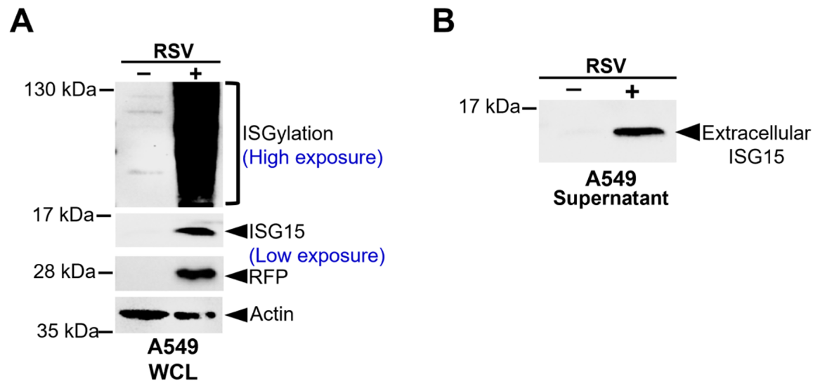 Respiratory syncytial virus (RSV) induces ISGylation and extracellular release of ISG15 from epithelial cells.