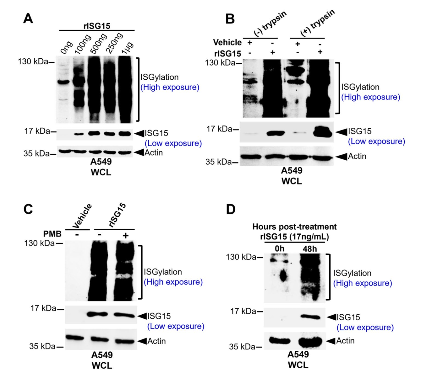 Extracellular ISG15 induces intracellular ISG15 protein and ISGylation.