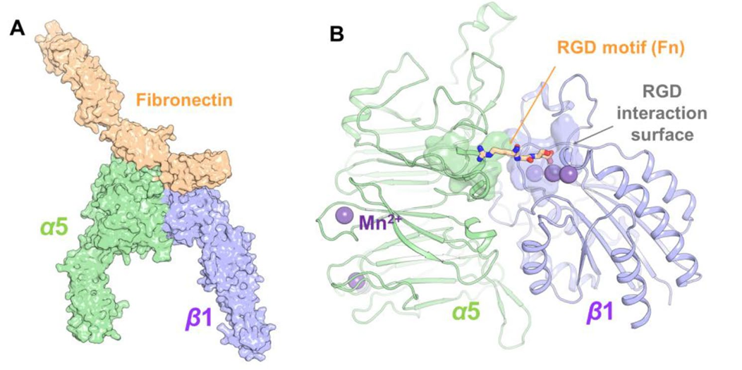 Molecular modeling of extracellular ISG15-α5β1 integrin interaction.