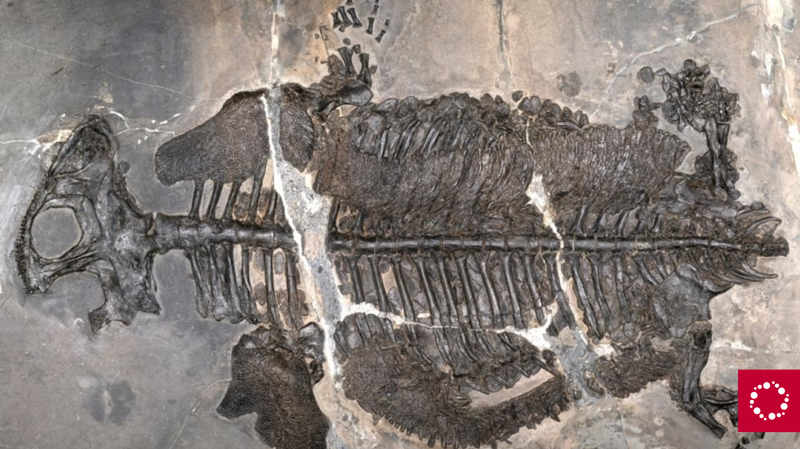 New fossil evidence reveals the first fully marine amphibian, Gerrothorax maritimus, which dates to the Late Triassic period nearly 237 million years ago. The animal had a flattened body that was covered in bony armor, a potential defense mechanism against predators like ichthyosaurs. 
