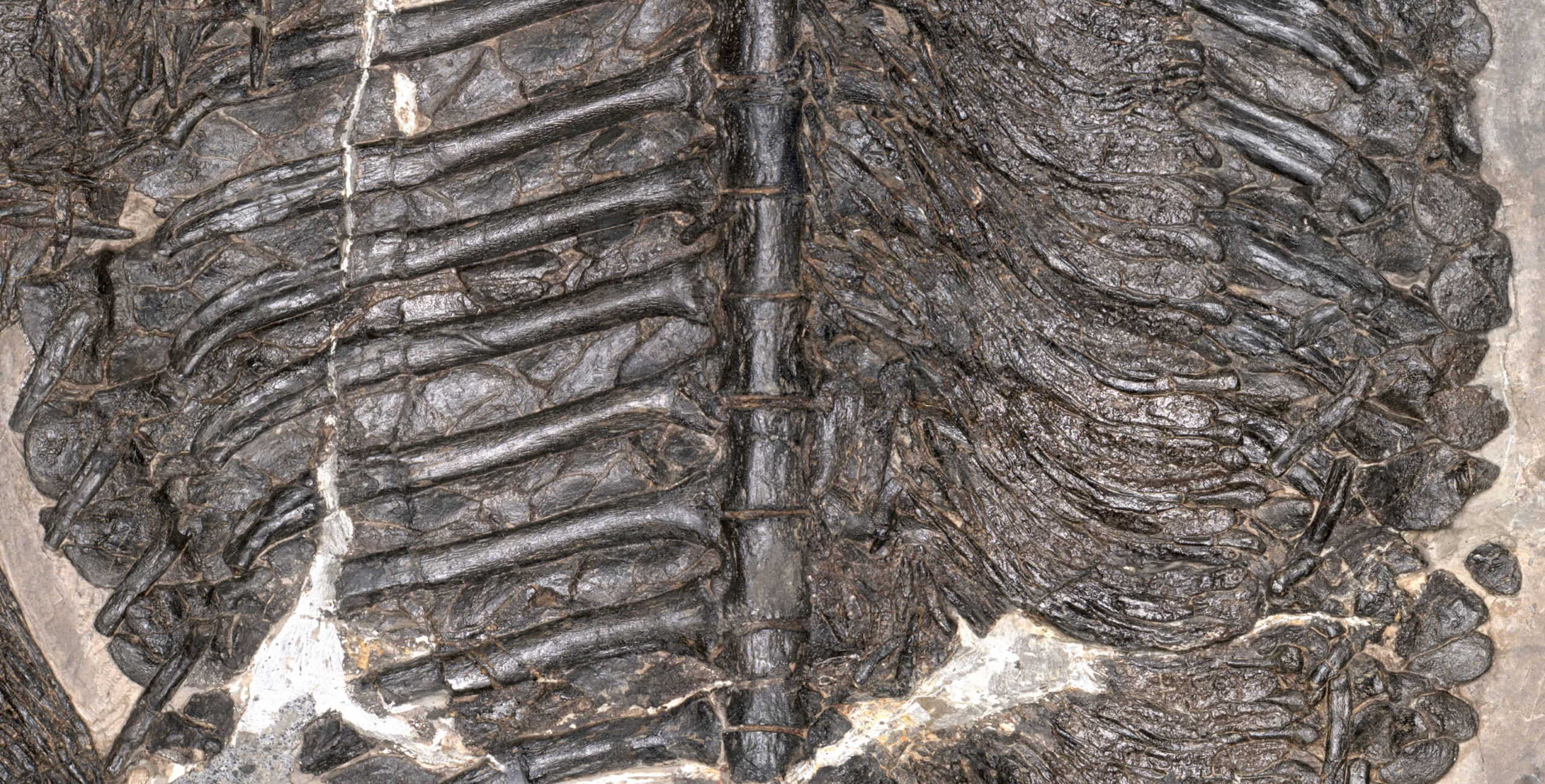 The trunk or central part of fossilized Gerrothorax maritimus, a marine amphibian.