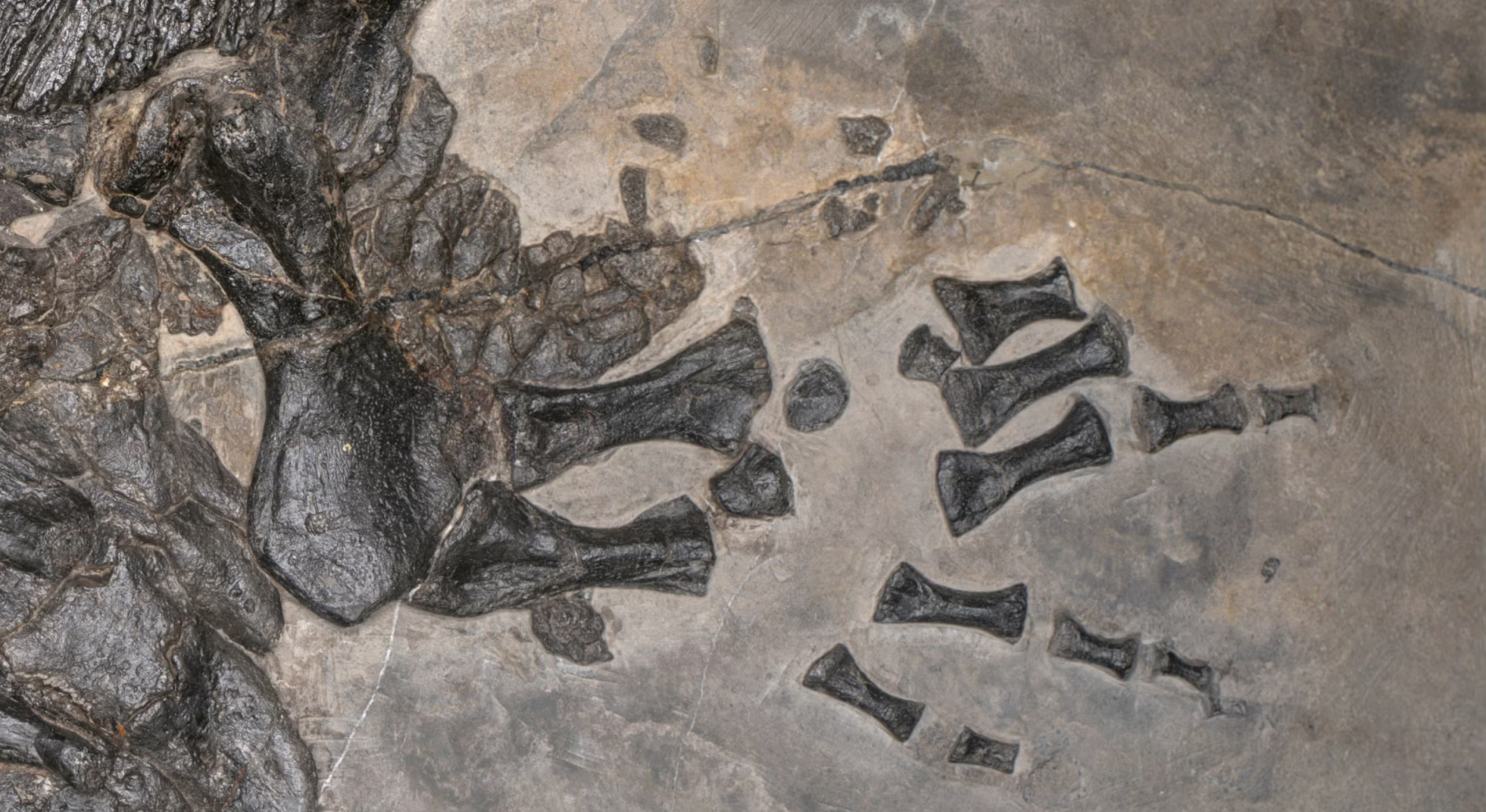 The fossilized left hand of the newly discovered prehistoric marine amphibian Gerrothorax maritimus. 