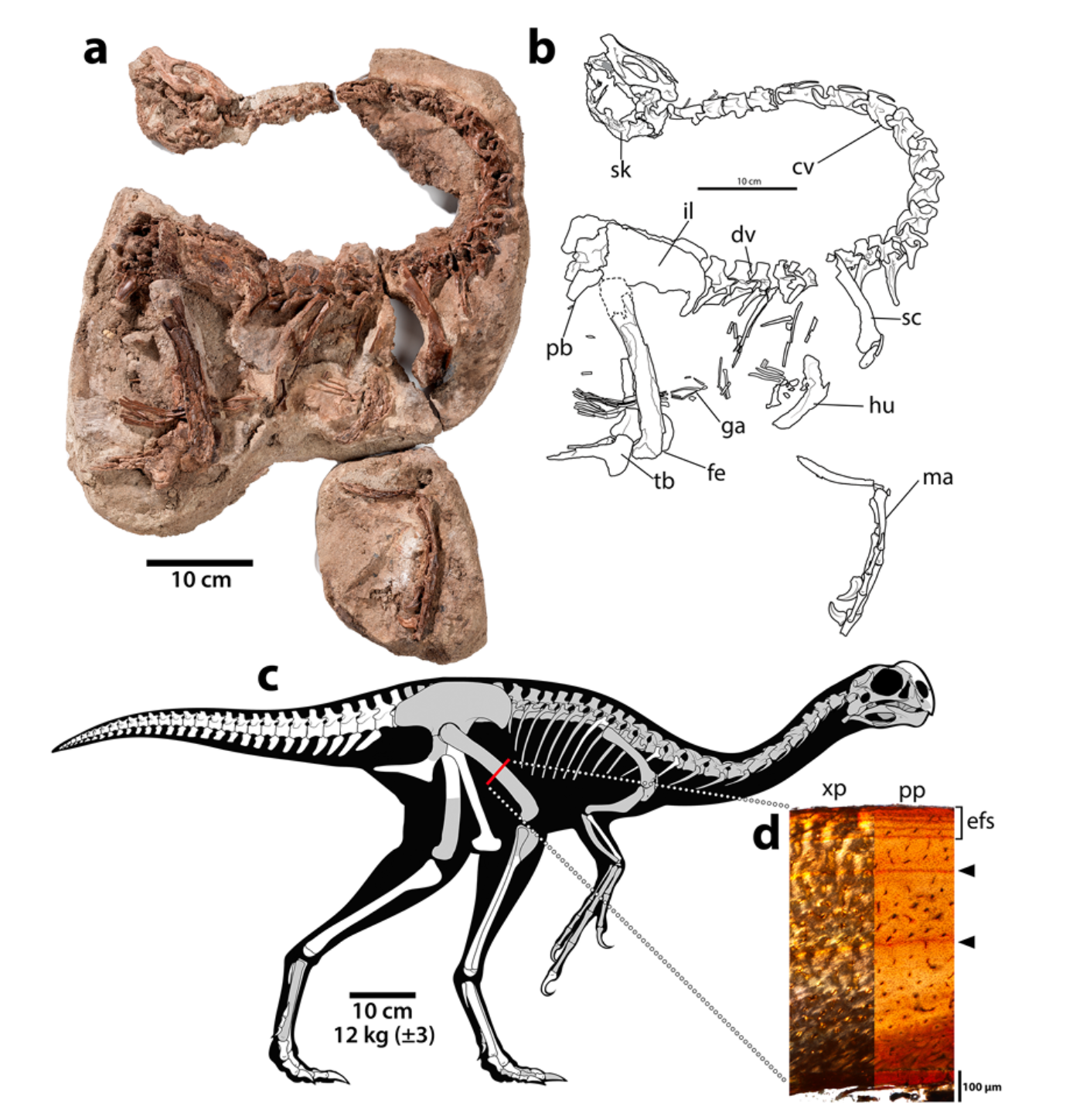 Fossil images and a skeletal reconstruction of Infernogallus jamesi reveal its anatomy, while microscopic examination of its thighbone confirms the dinosaur had reached skeletal maturity.
