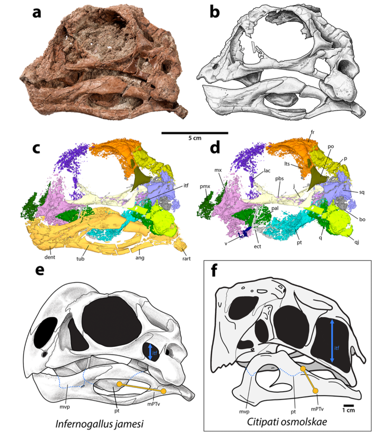 Detailed images and 3D scans reveal the skull anatomy of Infernogallus jamesi, including its distinctive jaw and palate structures. Reconstructions compare its skull and jaw muscles with those of the related dinosaur Citipati osmolskae, highlighting key anatomical differences.