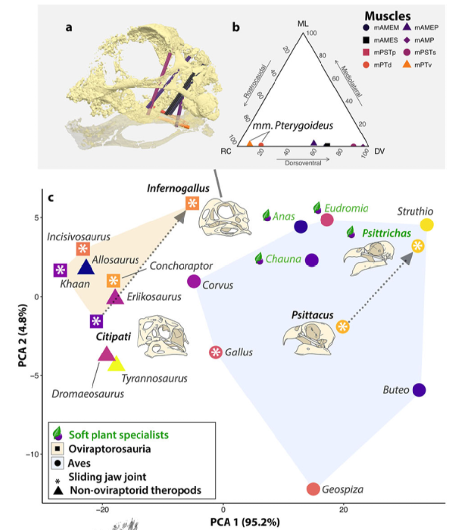 3D skull reconstructions and muscle analyses reveal how Infernogallus differed from other theropod dinosaurs, with jaw muscles adapted for stronger back-and-forth movements rather than up-and-down biting. Comparisons with other dinosaurs and modern birds highlight specialized jaw structures that likely supported different feeding behaviors.