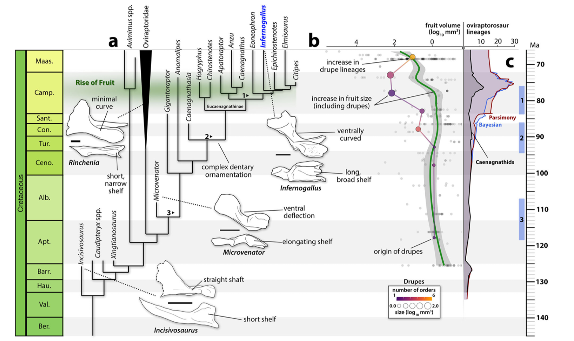 Evolutionary models trace the rise of caenagnathid dinosaurs alongside the growing size and diversity of flowering plant fruits during the Cretaceous. A sharp increase in oviraptorosaur diversity coincided with the expansion of larger, fleshy fruits during the Late Cretaceous.