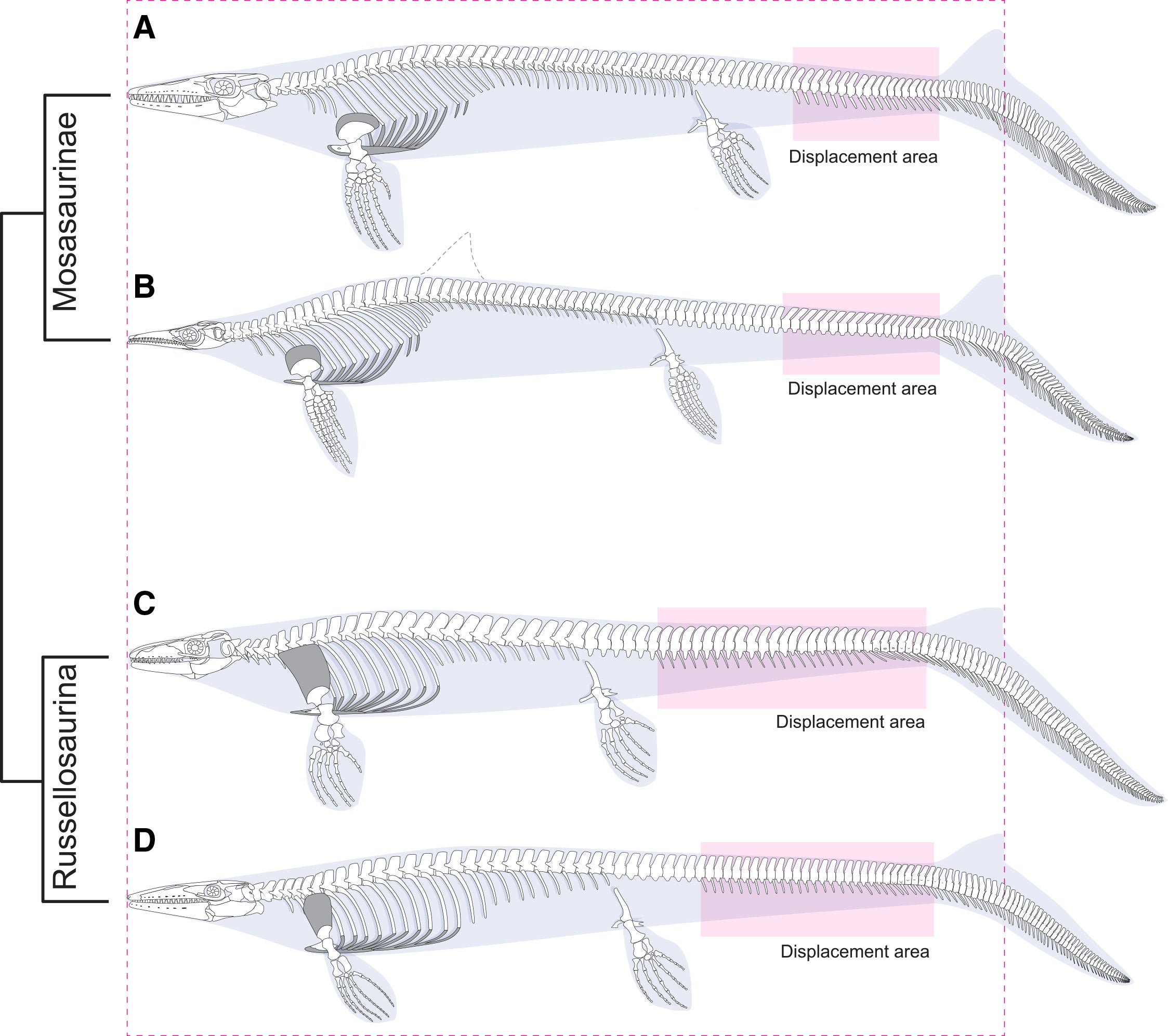 Study taxa with tail displacement areas highlighted. (A–D) The four mosasaurid taxa in this study, scaled to fork length, with phylogenetic relationships, and relative tail displacement areas shown in highlighted boxes.