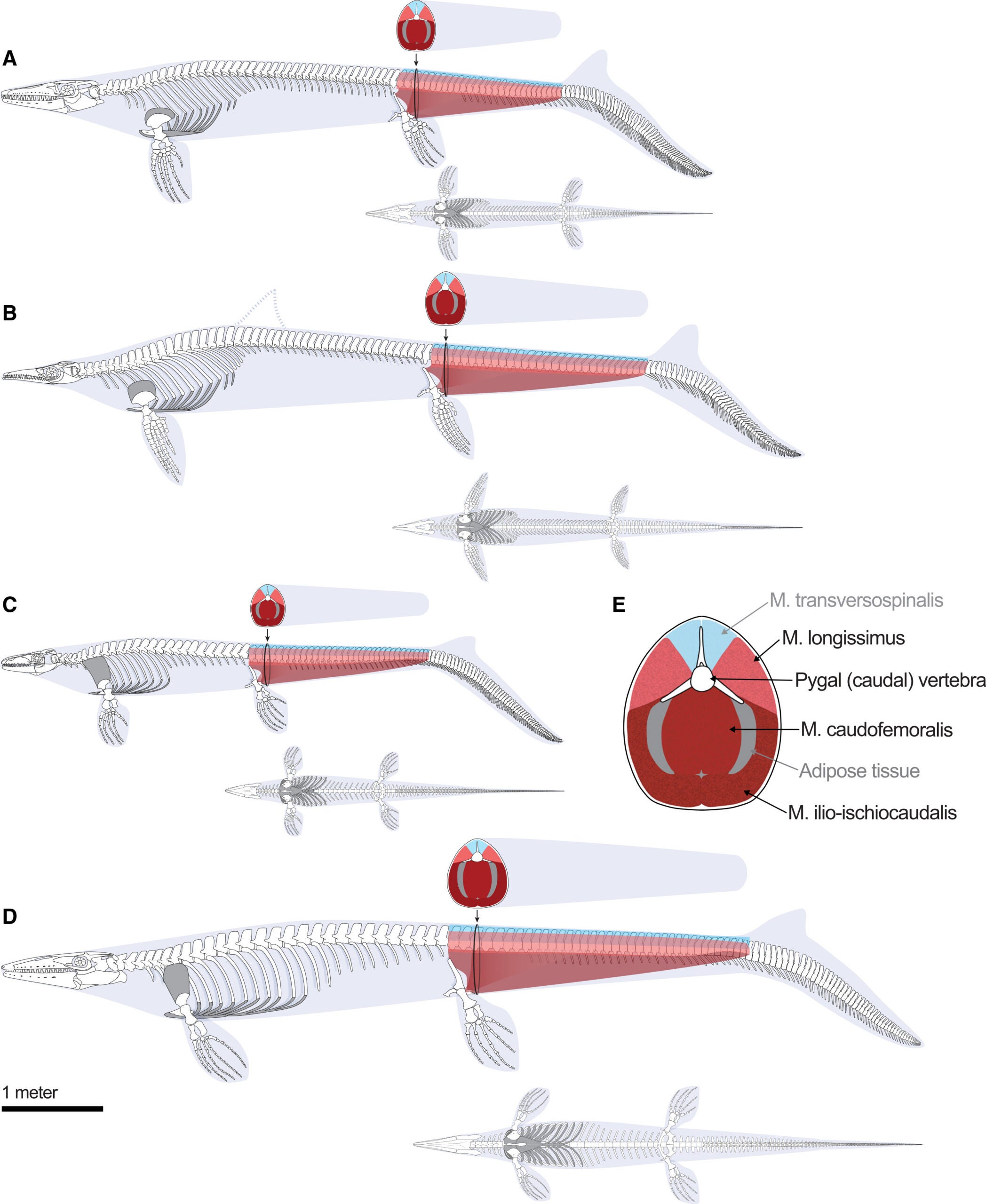 Size-scaled study taxa with estimated tail musculature. (A–E) Four mosasaurids in lateral and ventral views, with lateral views accurately scaled to one another.