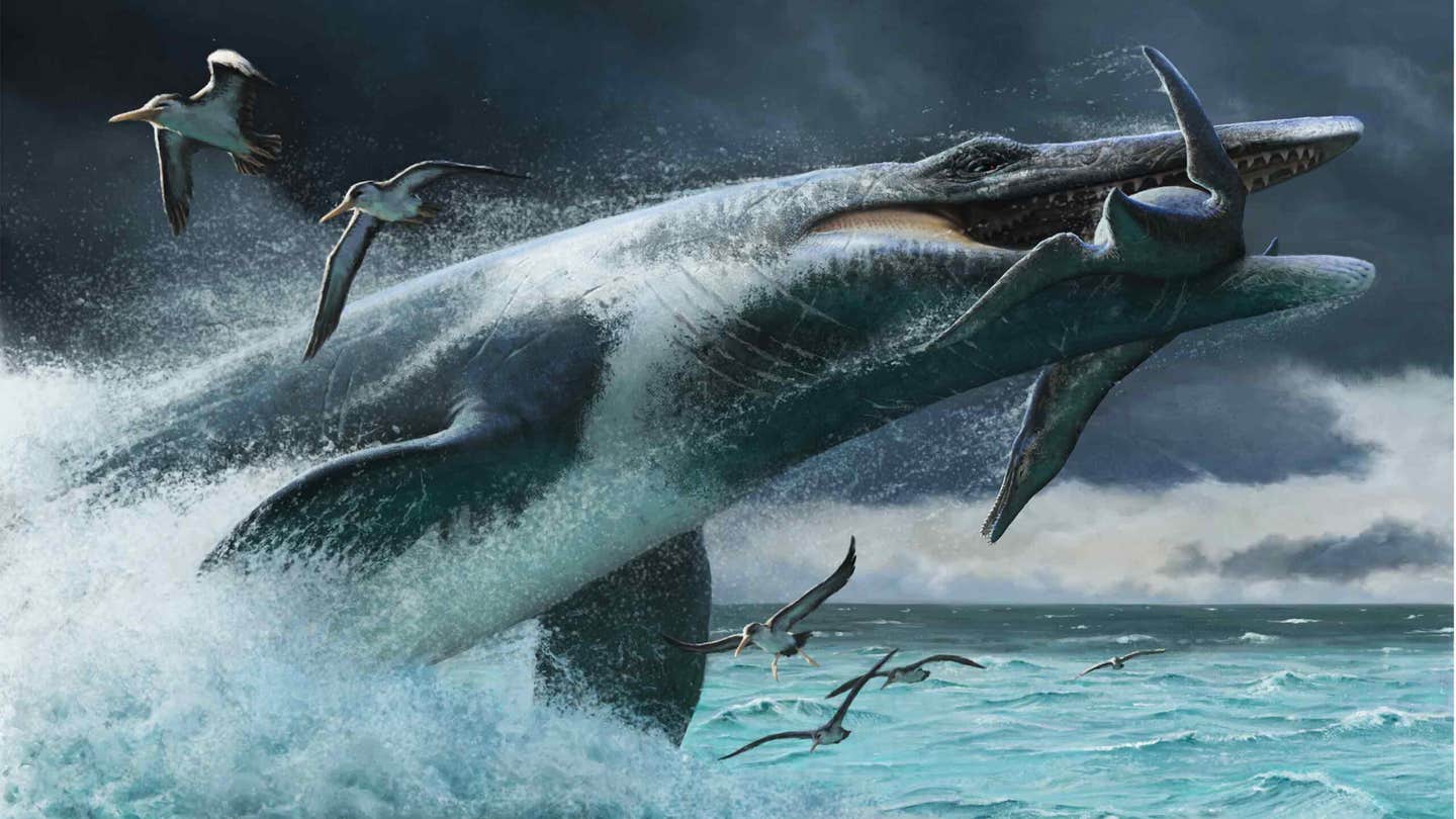 An artist’s depiction of a mosasaur lunging from the water to catch prey. Rutgers-led research suggests tail differences influenced how these ancient marine predators hunted.