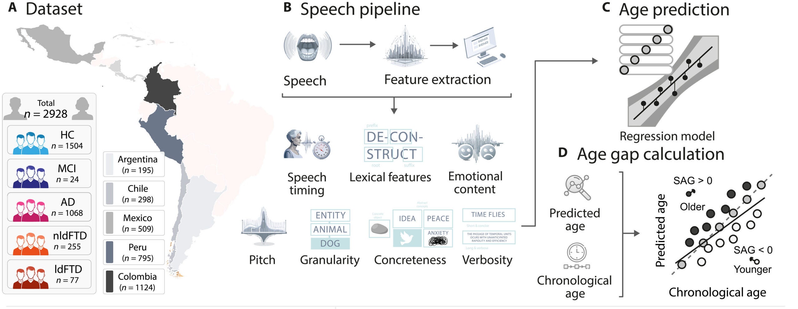 Researchers analyzed speech from 2,928 participants across five Latin American countries, including healthy adults and people with MCI, Alzheimer’s, and frontotemporal dementia. Speech features were used to predict age, revealing whether linguistic aging appeared accelerated, delayed, or preserved.