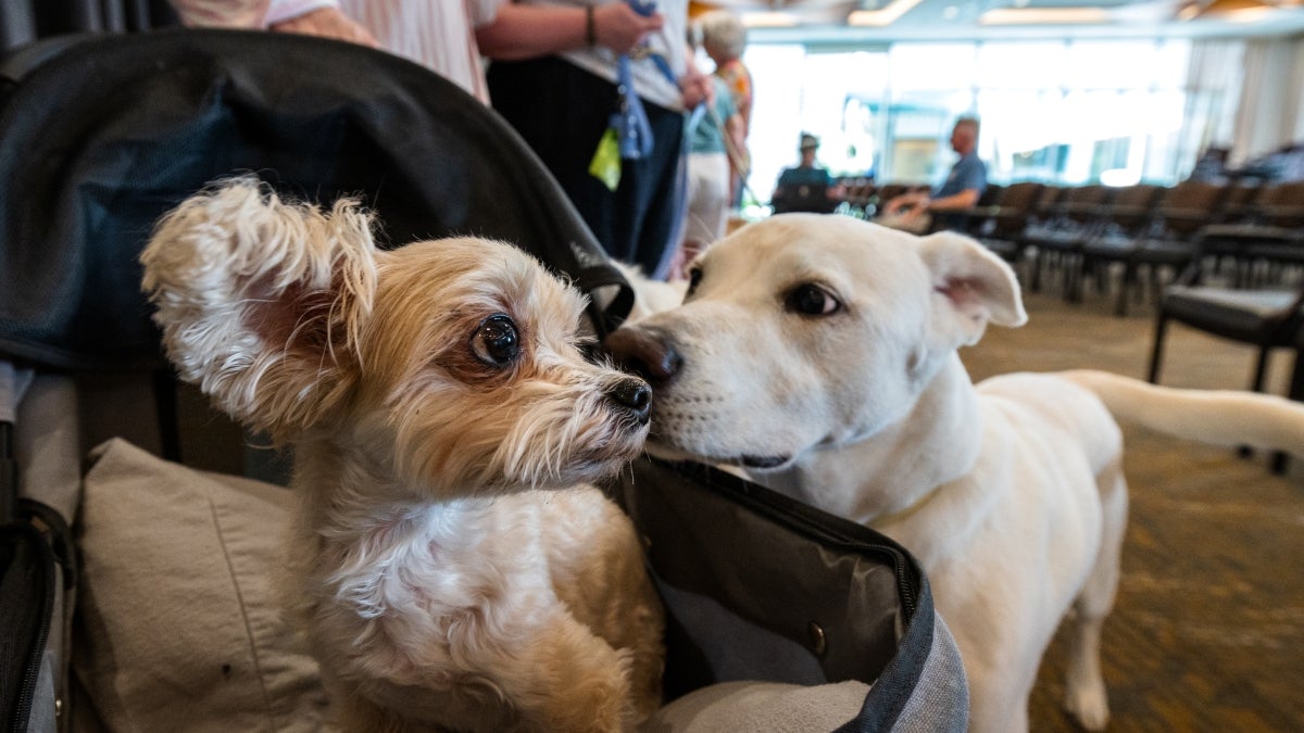 Large dogs tend to die younger and face more age-related diseases. Scientists may finally understand why.