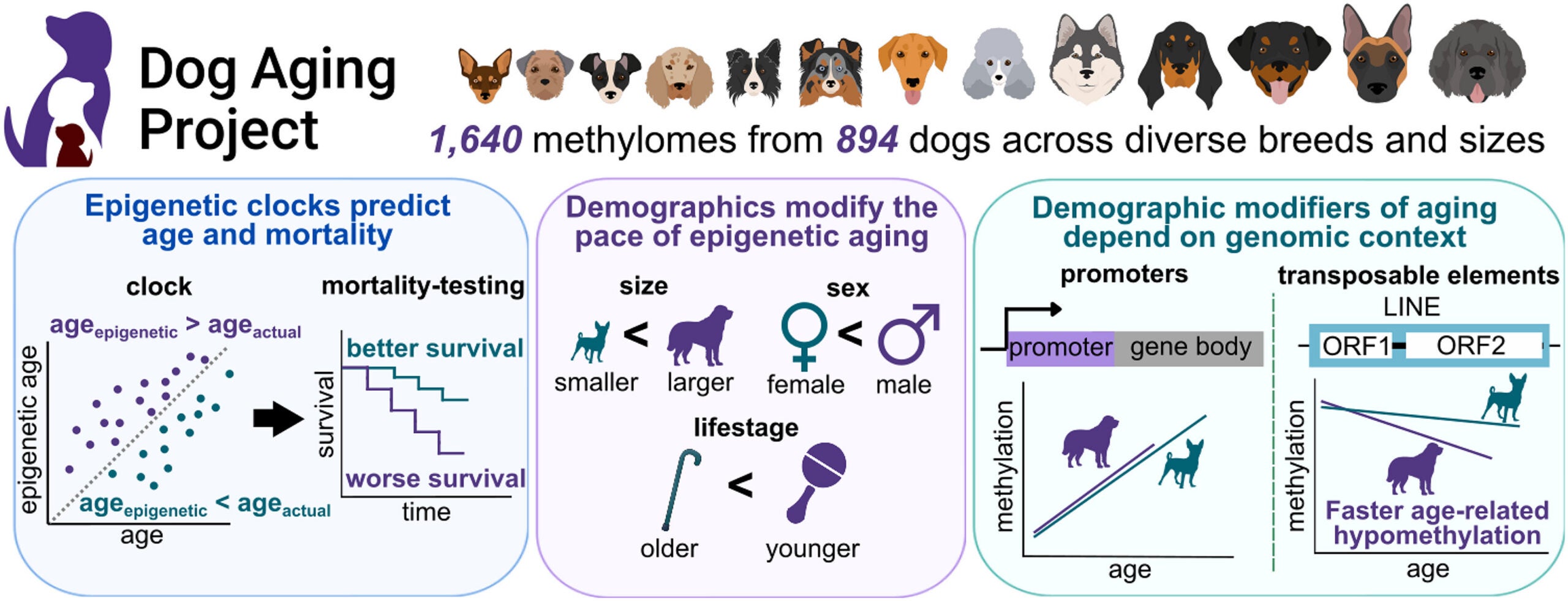 Domestic dogs provide a powerful natural experiment for understanding how intrinsic rates of biological aging shape lifespan variation within a species.