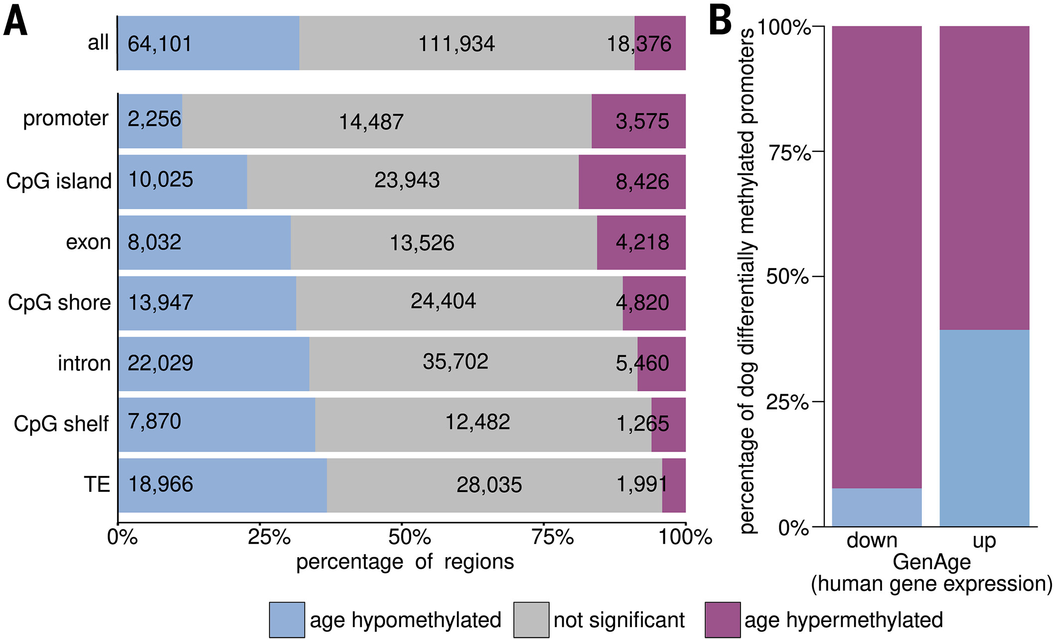 Age effects on DNAm vary across genomic context and shape immune regulatory pathways in dogs.