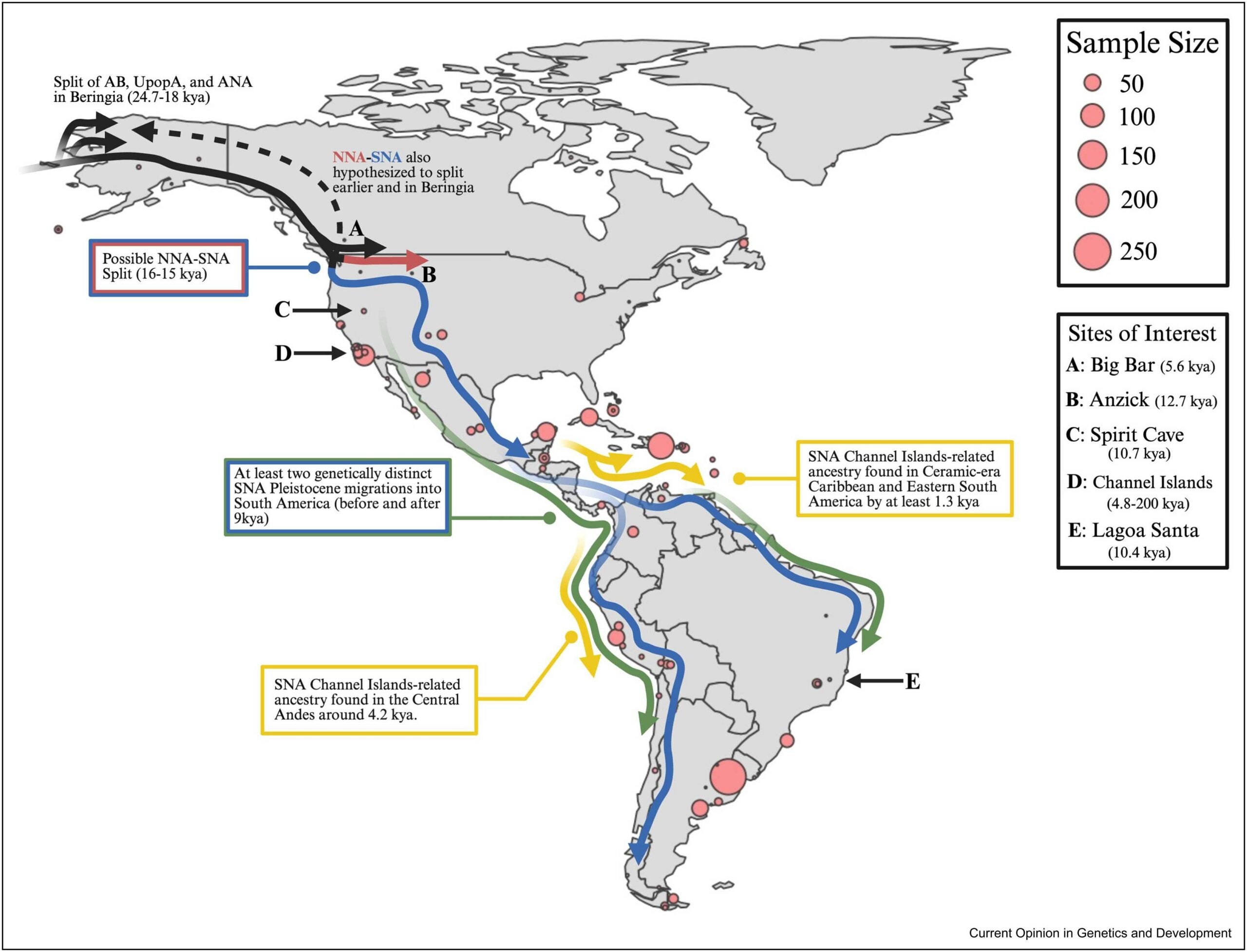 Map depicting all published pre-contact whole-genome data in the Americas scaled by sample size. Includes both whole-genomes and genome-wide data.