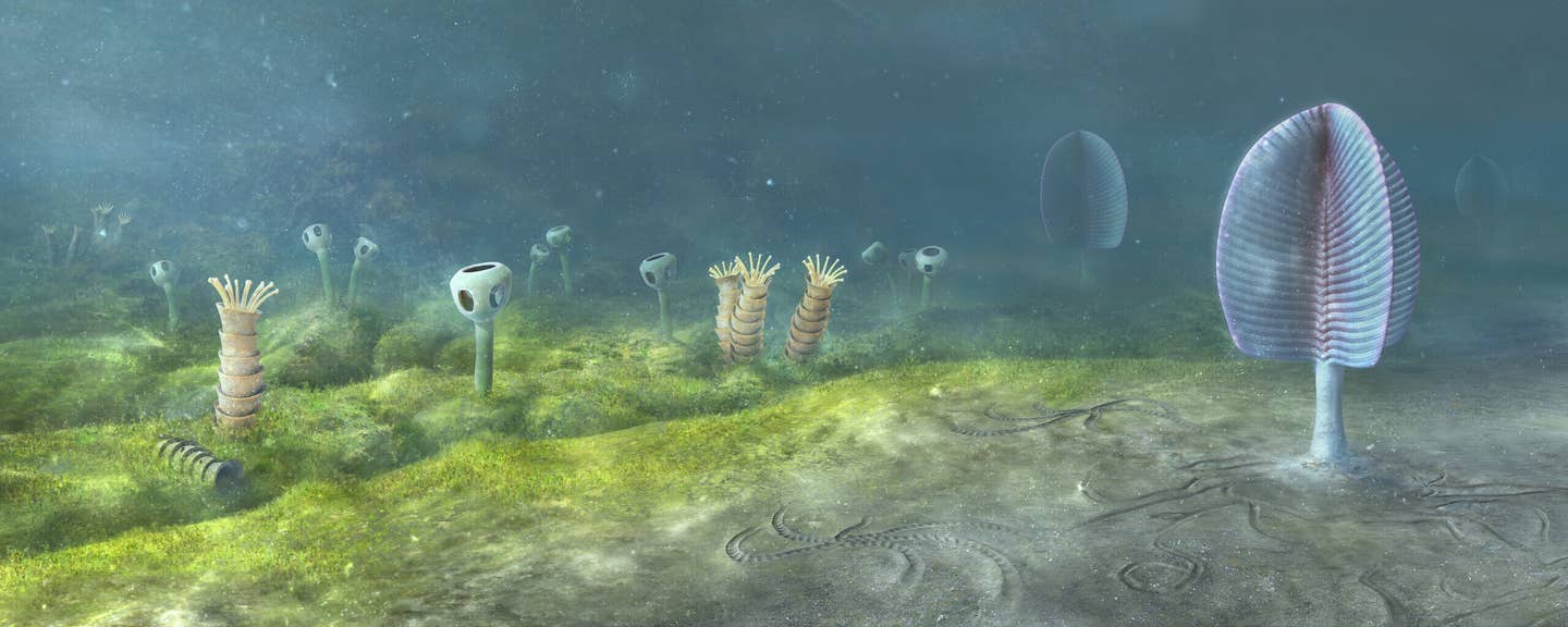 Ediacaran sea floor, Namibia, Southwest Africa - 543 million years ago.