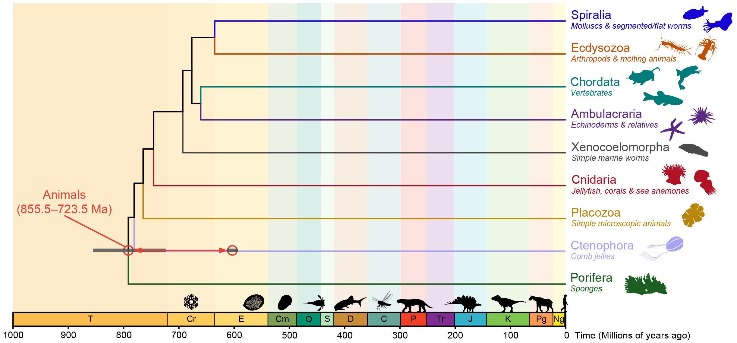 Estimated timeline for the origin of animals based on molecular clock analyses. The grey bar on the right of the image is the origin of animals based on an Ediacaran upper calibration. The grey bar to the left is the origin based on older deposits in the Tonian period, as suggested by the new study. 