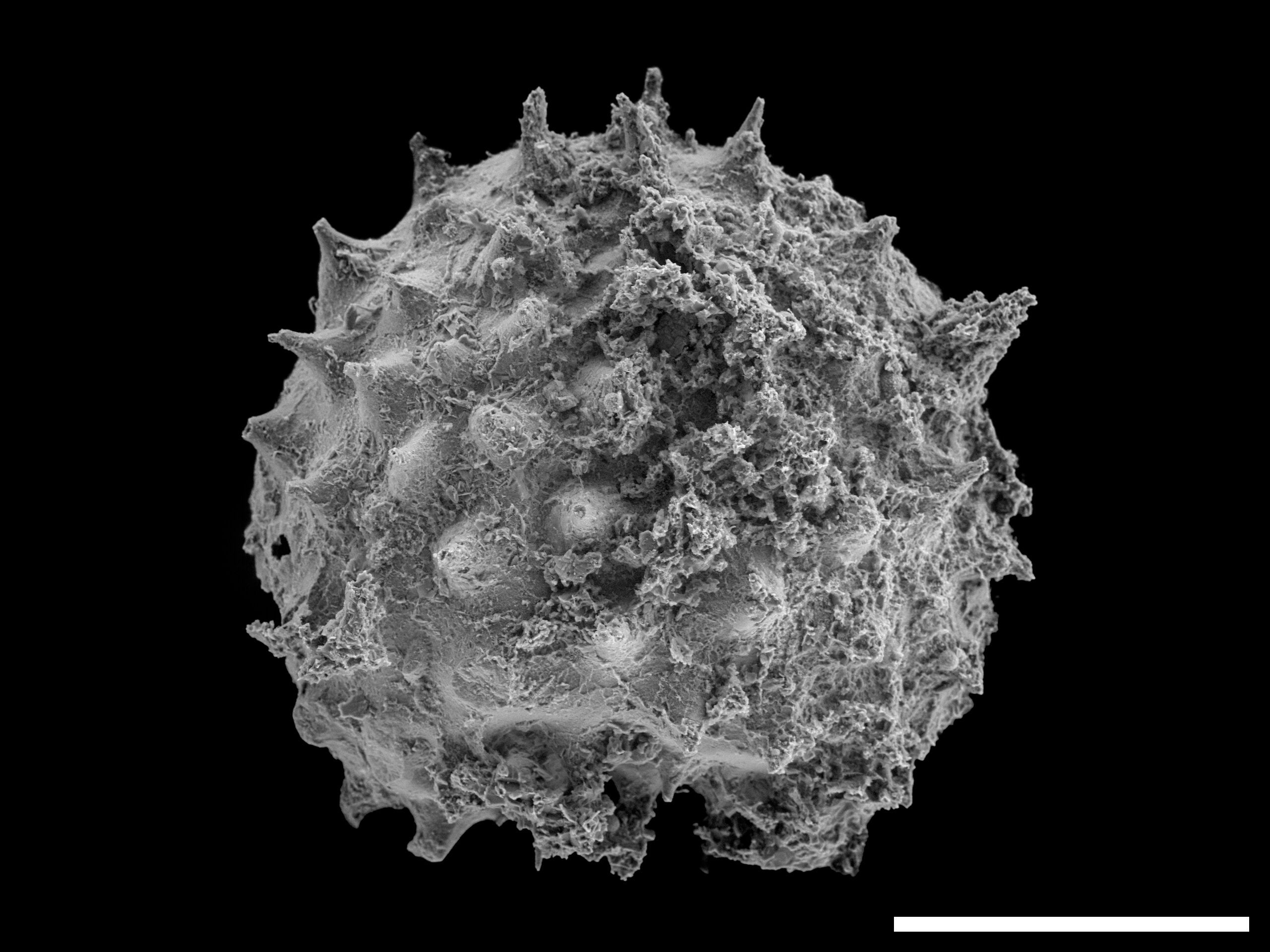 Asterocapsoides wenganensis, Kheseen Formation, latest Ediacaran/early Cambrian. Scale
bar: 0.1 mm.