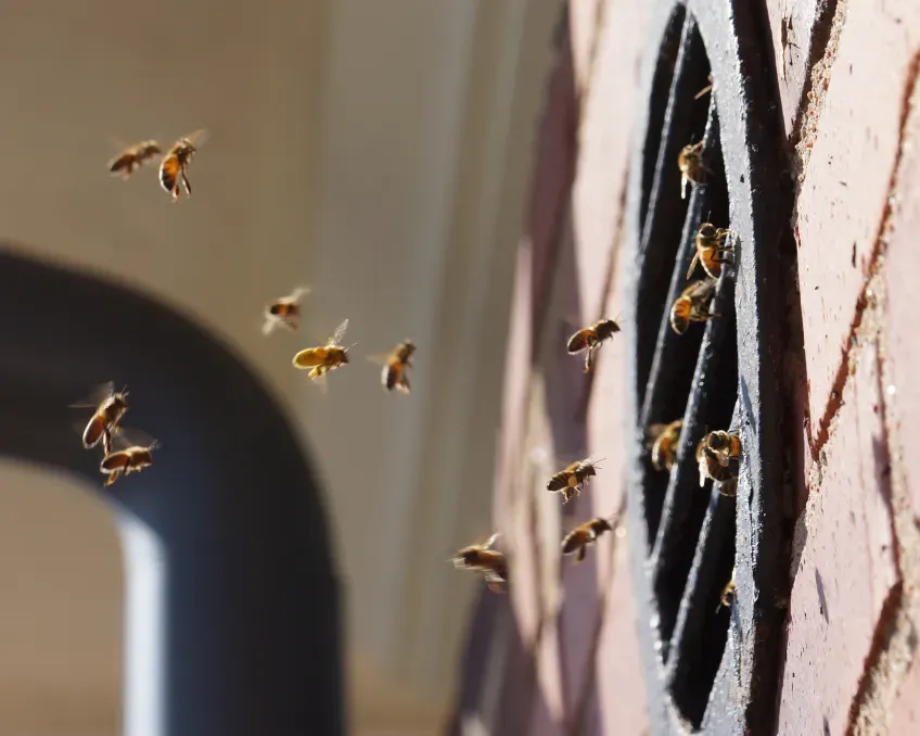 Workers perform different jobs as they age, including tending brood, guarding the nest and gathering food.