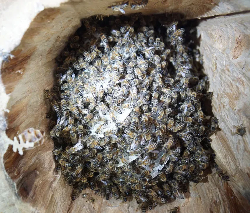 According to Hannes Bonhoff, viewing the bee colony as a superorganism is valuable for the global beekeeping community to safeguard this essential pollinator.