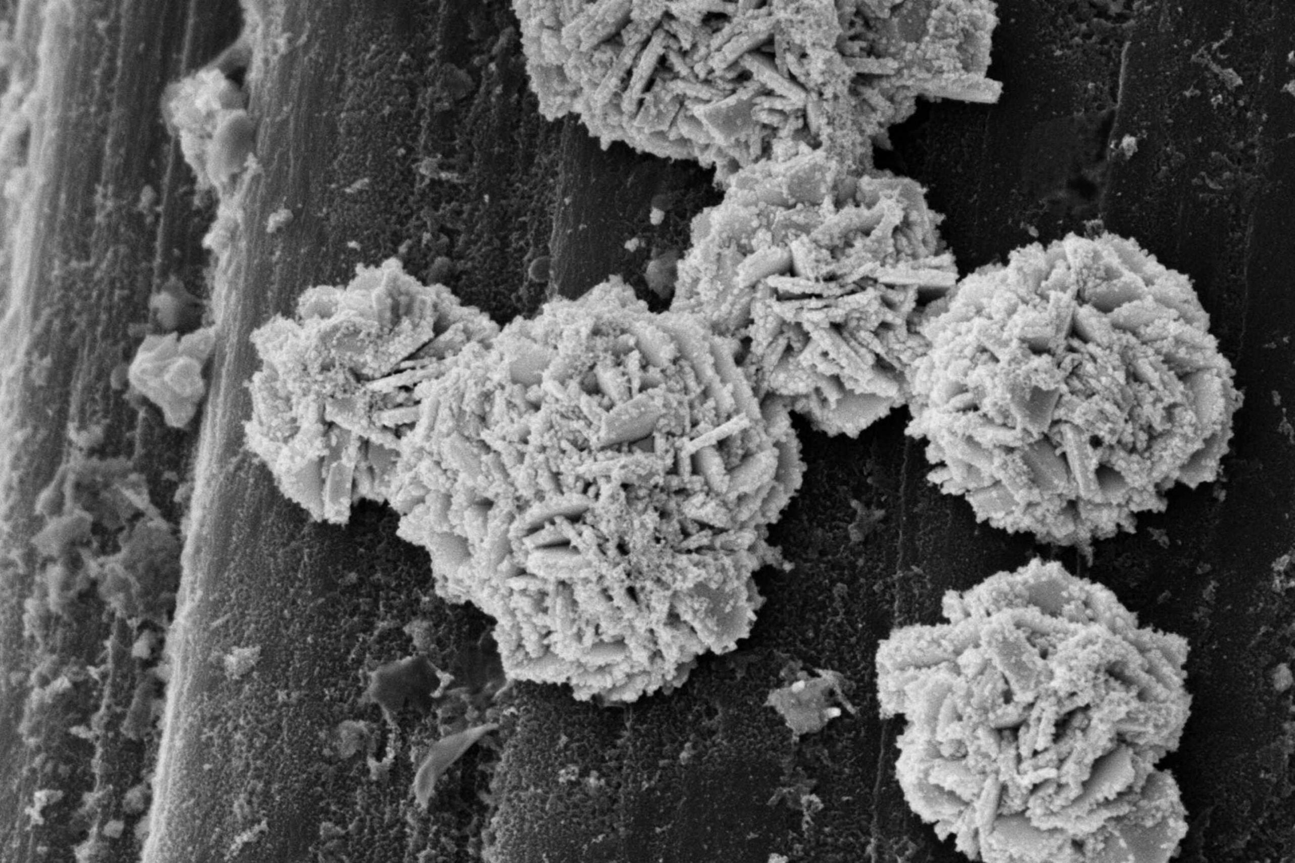 Electron microscopic image of the catalyst: The spherical structures resemble desert roses and consist of tiny gold platelets "dusted" with platinum particles.