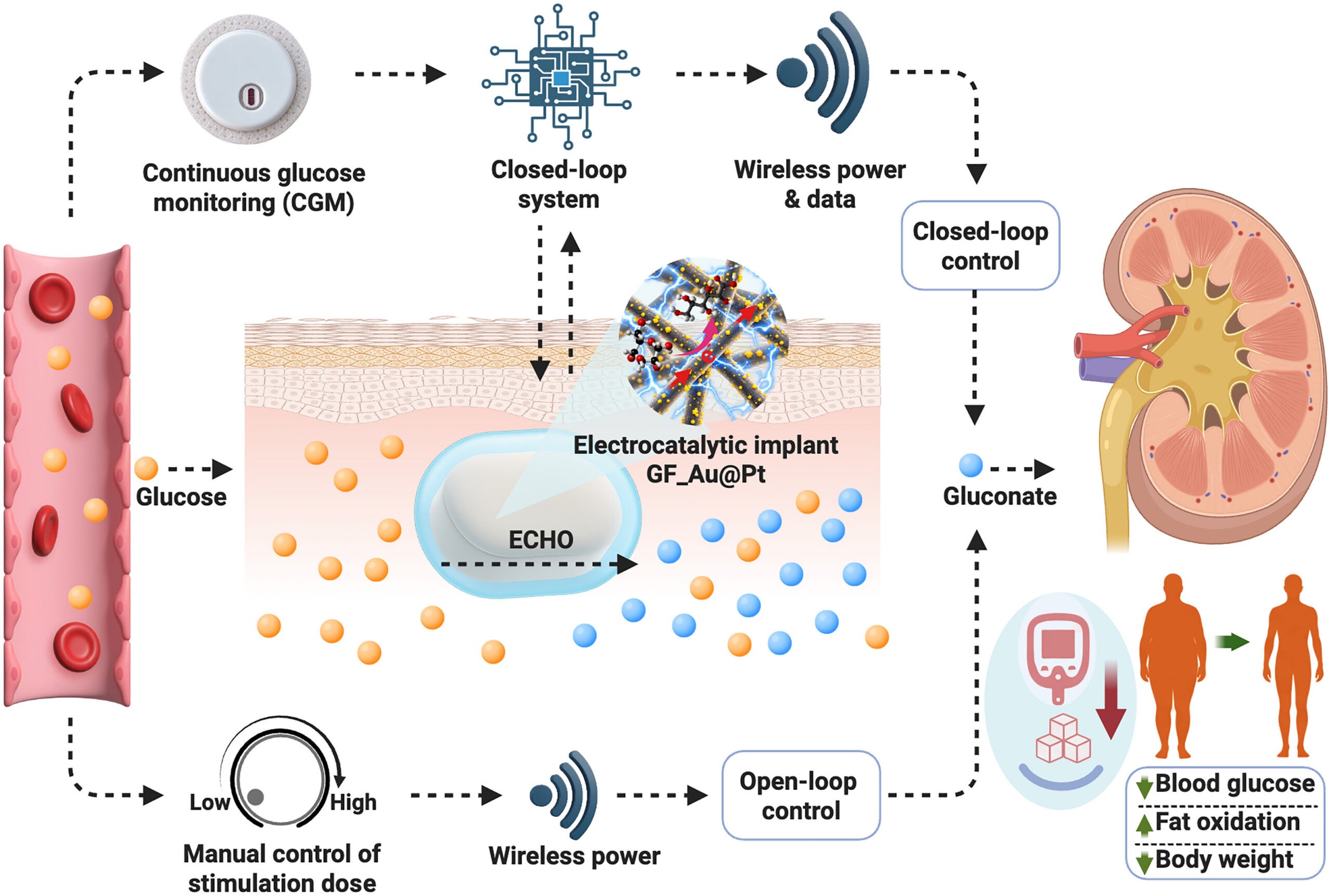 Wireless electrocatalytic control of diabesity. The ECHO system combines continuous glucose monitoring with a wirelessly powered electrocatalytic implant that oxidizes excess glucose to gluconate for renal clearance. In mice with diabesity, autonomous closed-loop control restored glucose homeostasis, reduced body weight, and promoted fat utilization without glucose-lowering drugs.