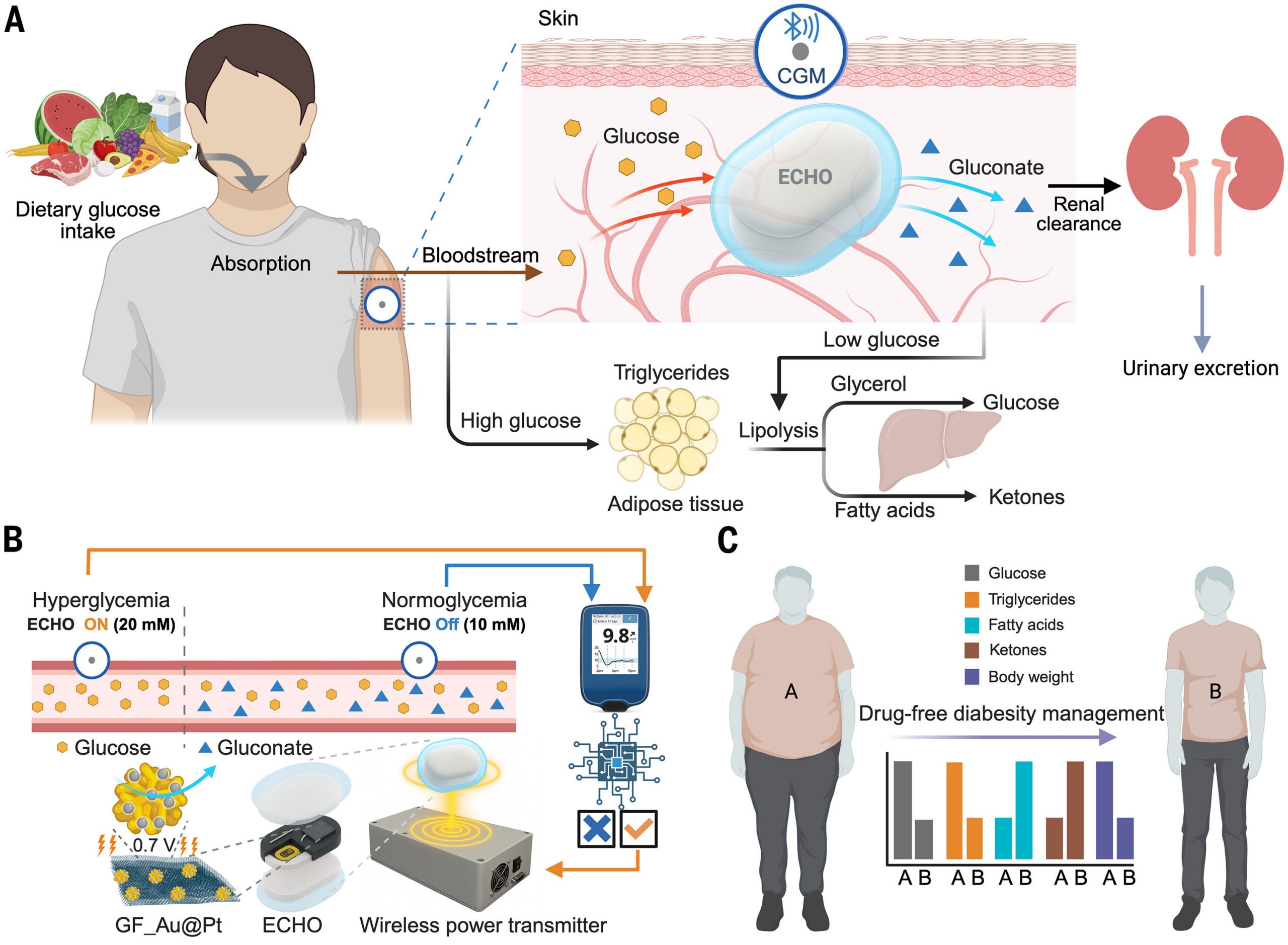 The ECHO-CGM system uses a glucose sensor and wireless implant to automatically lower high blood sugar by converting glucose into gluconate, while switching off when levels normalize. This process may also promote fat breakdown, potentially improving glucose control and metabolic balance in people with diabetes and obesity.
