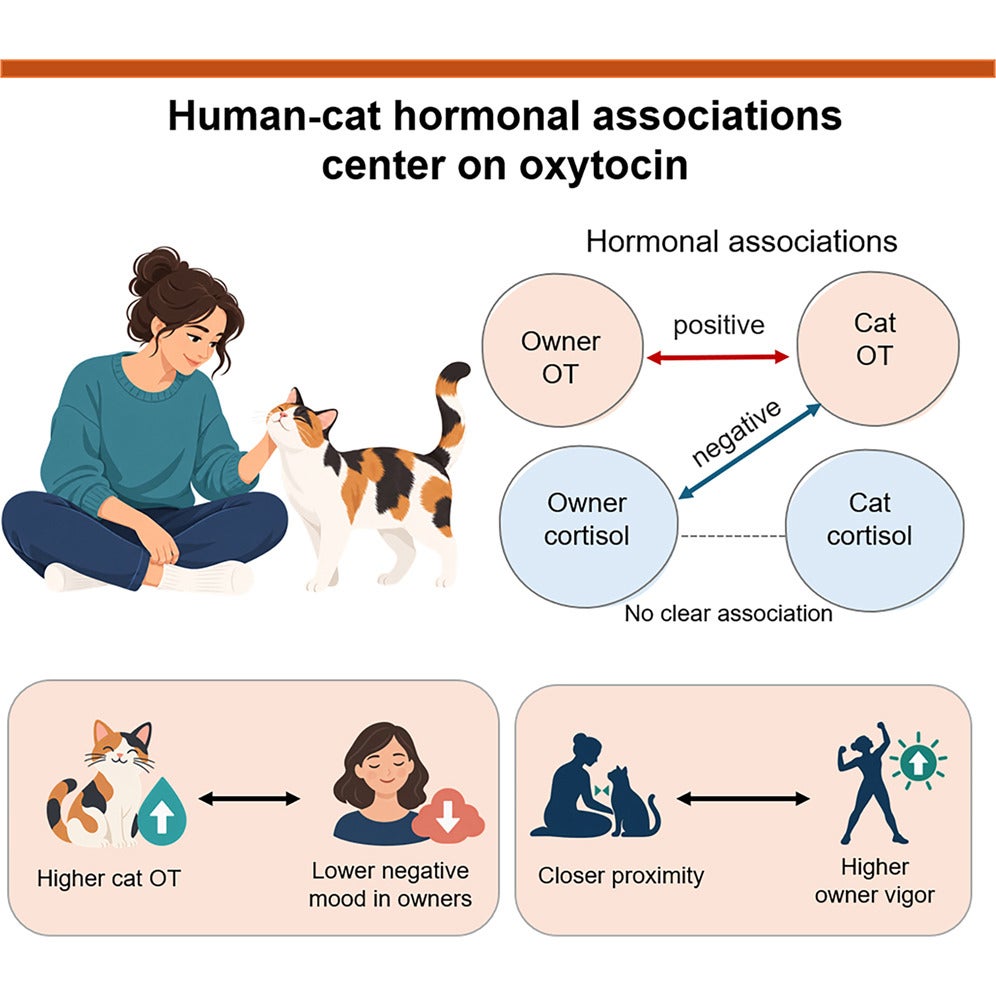 Graphical abstract. Human-cat bonding centers on oxytocin, with higher levels linked to improved owner mood and closer contact associated with greater energy and vitality.