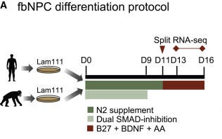 Schematics of the dual-SMAD inhibition-based differentiation protocol from seeding iPSCs at day 0 to harvesting the fbNPCs at days 13–16 of differentiation.