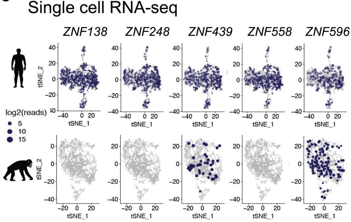 tSNE plots of KZFP expression in single-cell sequencing data of human and chimp fbNPCs.