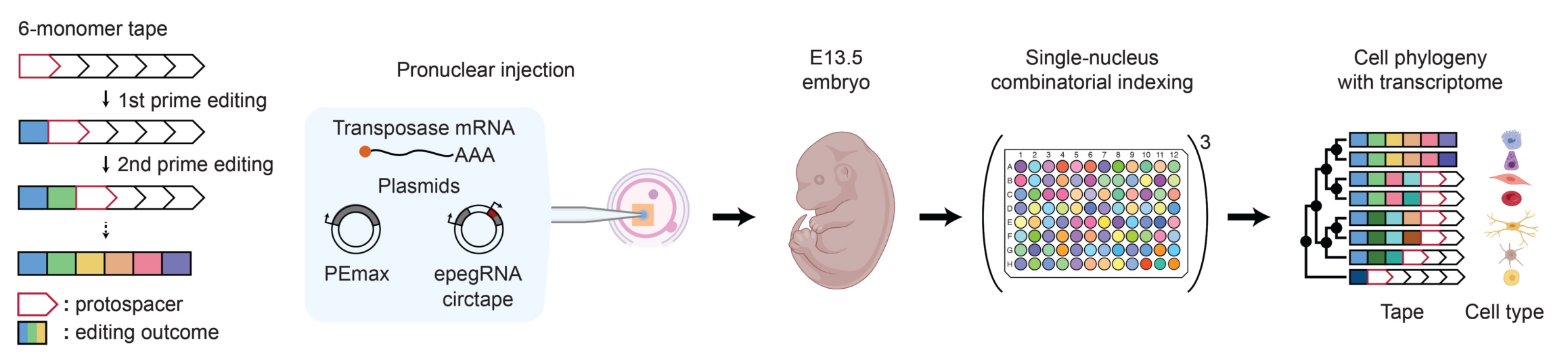 PNI of DNA Typewriter components identifies an E13.5 embryo with robust levels of sequential editing.