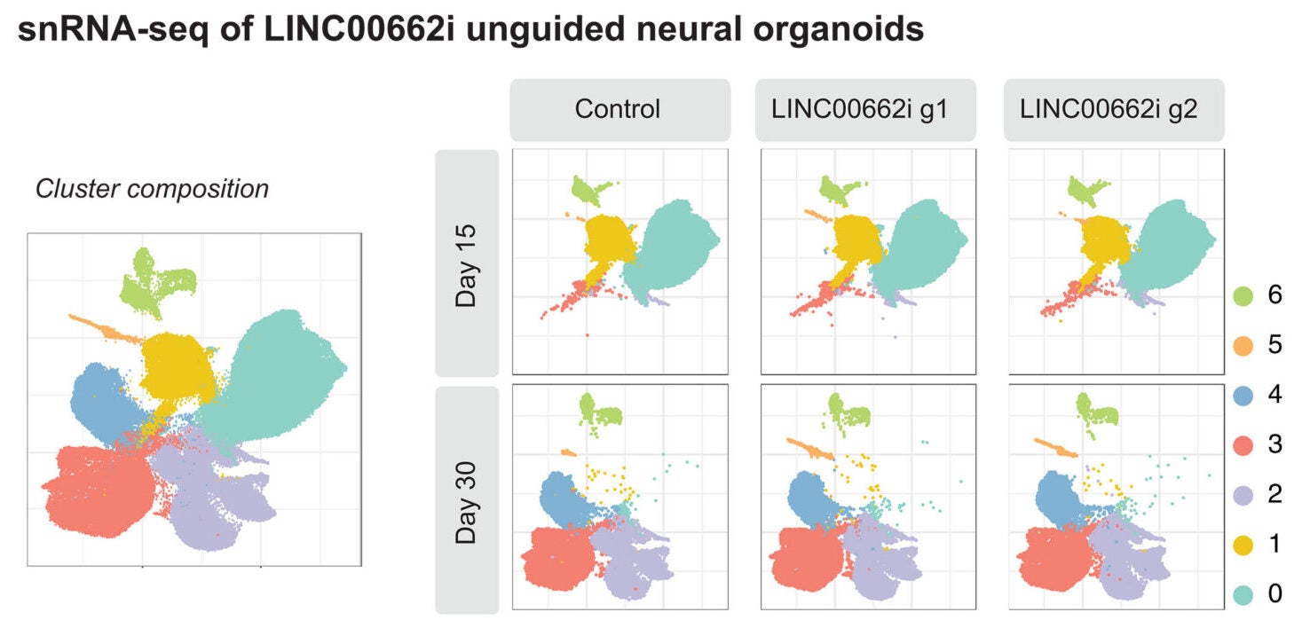 LINC00662 silencing does not alter neural organoid cell state composition. UMAP embeddings of nuclei from day 15 and day 30 unguided neural organoids, showing clustering using all samples (left) and split per condition (right).
