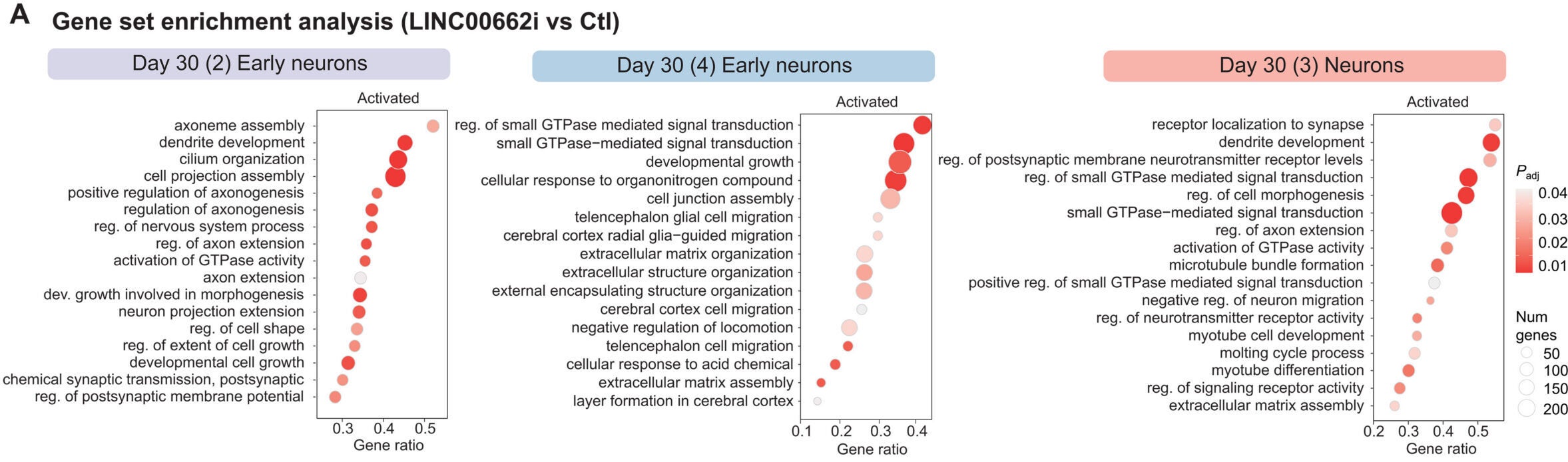 LINC00662 silencing induces axonogenesis-related transcriptional programs in developing neurons. (A) Selected enriched GO terms from the GSEA in early neurons (left and middle) and neurons (right)
