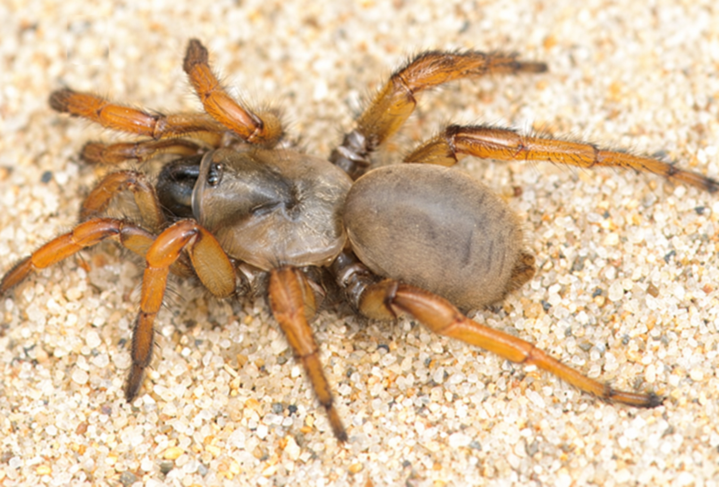 A. stephencolberti adult female in sand habitat, body length ~ 1.4 cm.