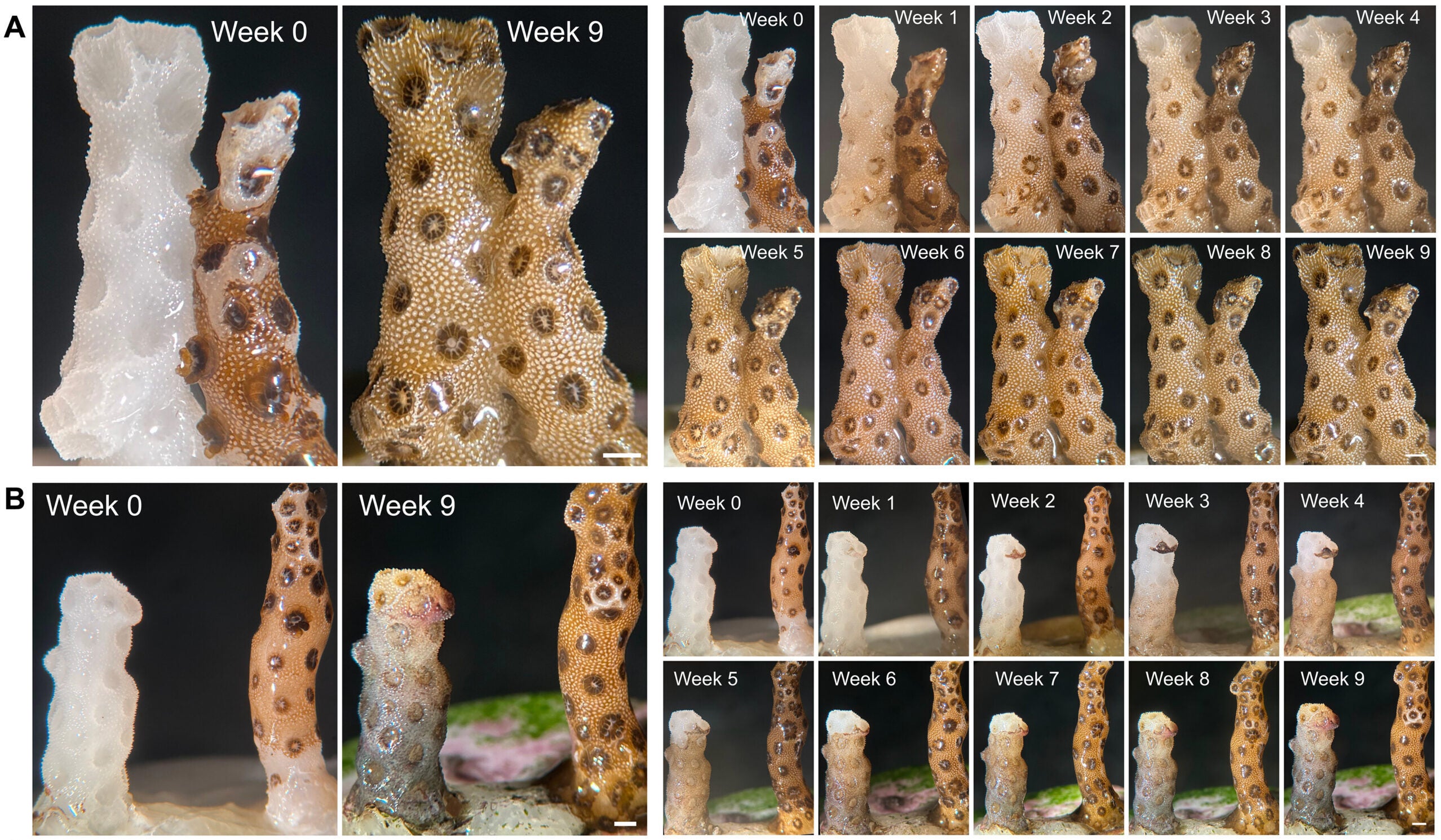 Bleached coral (P. damicornis) recovered over nine weeks when placed in direct contact with healthy coral. Without contact, bleached fragments became overgrown with red and green algae and diatoms.