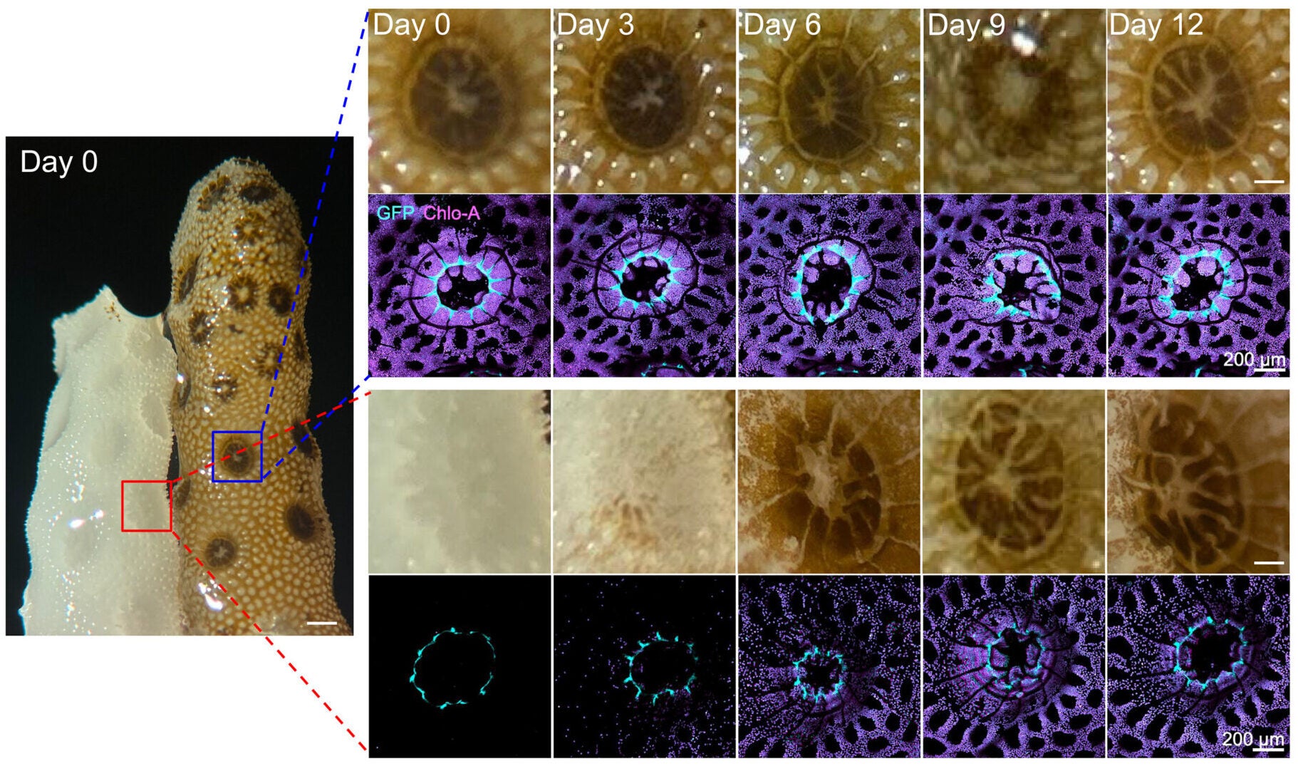 Microscopic images show the flow of algae and nutrients from healthy corals to bleached counterparts over 12 days.