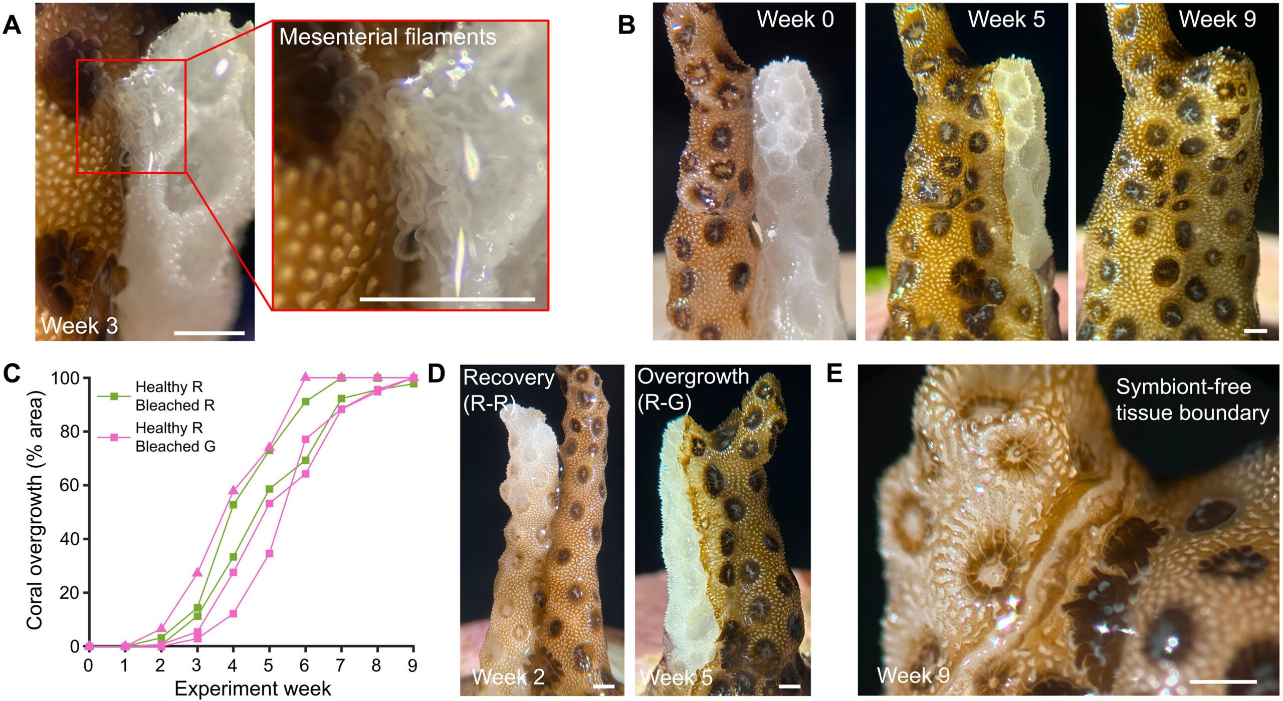 Bleached corals recovered when paired with healthy fragments of the same genetic type. Pairings between genetically different corals instead triggered competition, with healthy tissue gradually overgrowing bleached fragments.