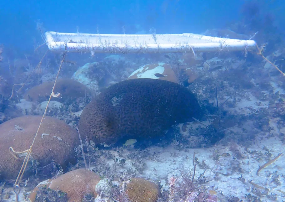 A shaded coral. 