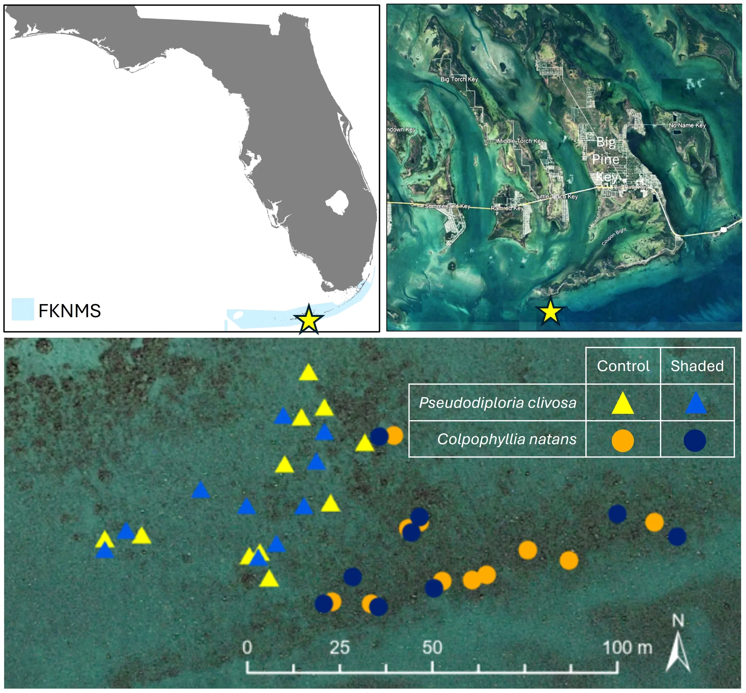 The location of the Newfound Harbor study site (yellow star), relative to Big Pine Key (lower Florida Keys) in the Florida Keys National Marine Sanctuary (FKNMS), and the distribution and treatment type of each assessed Pseudodiploria clivosa and Colpophyllia natans within that area. 